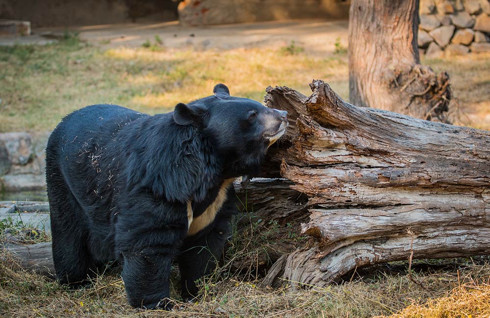 Watch Wildlife at Himalayan Nature Park